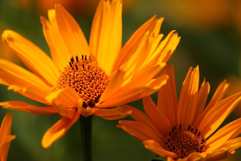 Fantasy shrubs
