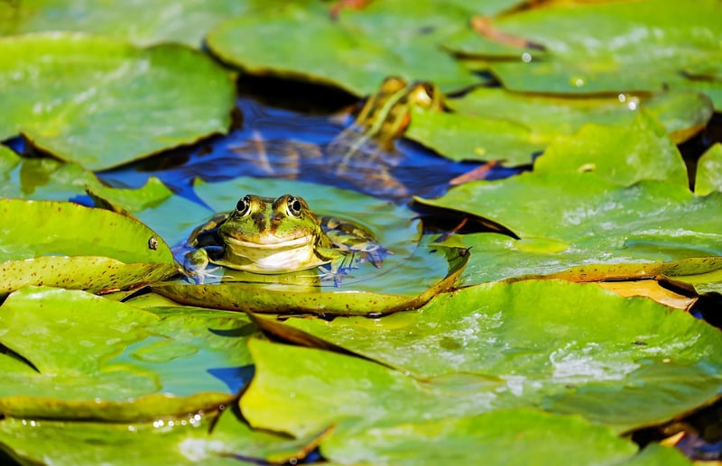 Mermaid pond dwellers